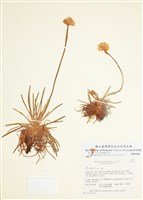 藏品(海石竹)的圖片